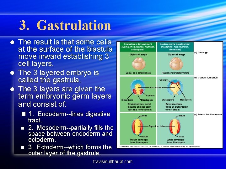 3. Gastrulation The result is that some cells at the surface of the blastula