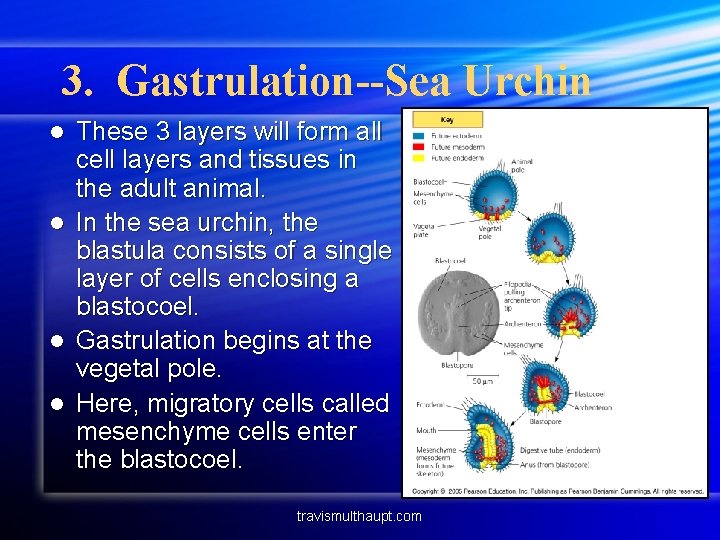 3. Gastrulation--Sea Urchin l l These 3 layers will form all cell layers and