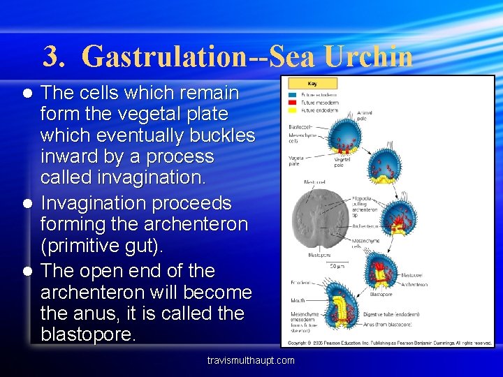 3. Gastrulation--Sea Urchin The cells which remain form the vegetal plate which eventually buckles