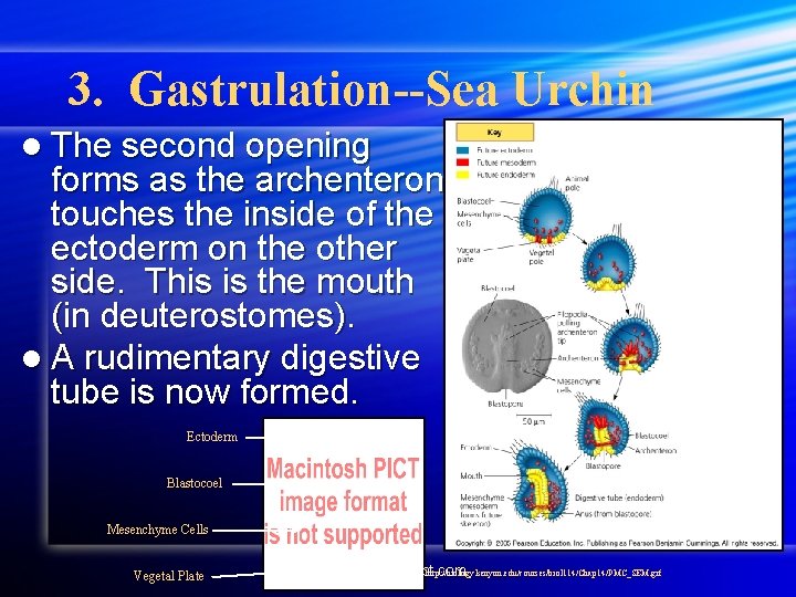 3. Gastrulation--Sea Urchin l The second opening forms as the archenteron touches the inside