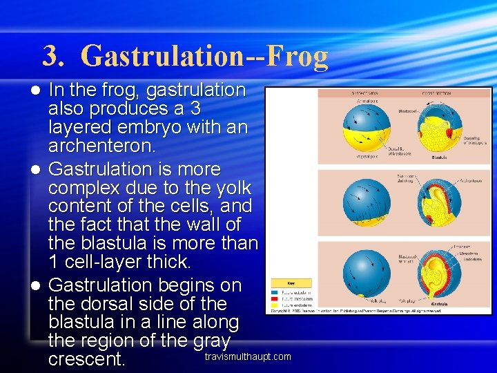 3. Gastrulation--Frog In the frog, gastrulation also produces a 3 layered embryo with an