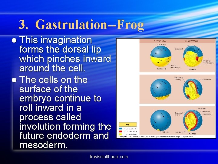 3. Gastrulation--Frog l This invagination forms the dorsal lip which pinches inward around the