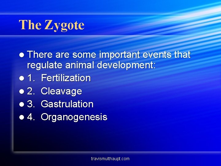 The Zygote l There are some important events that regulate animal development: l 1.
