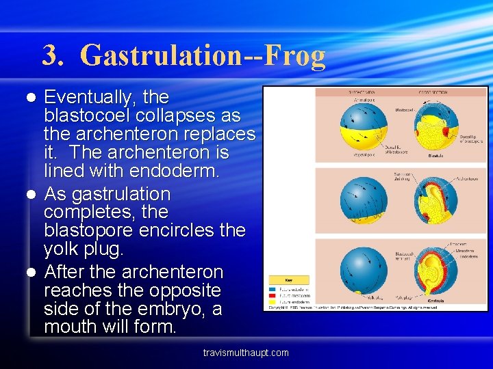 3. Gastrulation--Frog Eventually, the blastocoel collapses as the archenteron replaces it. The archenteron is