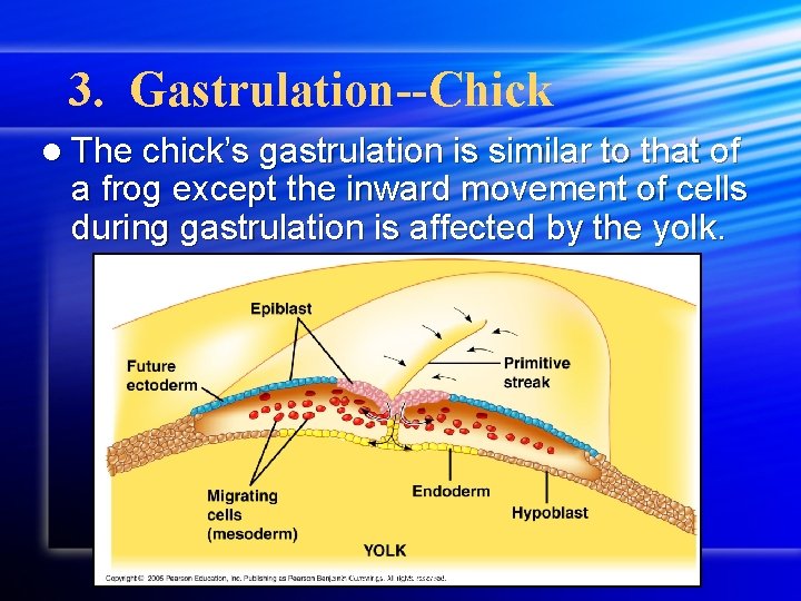 3. Gastrulation--Chick l The chick’s gastrulation is similar to that of a frog except