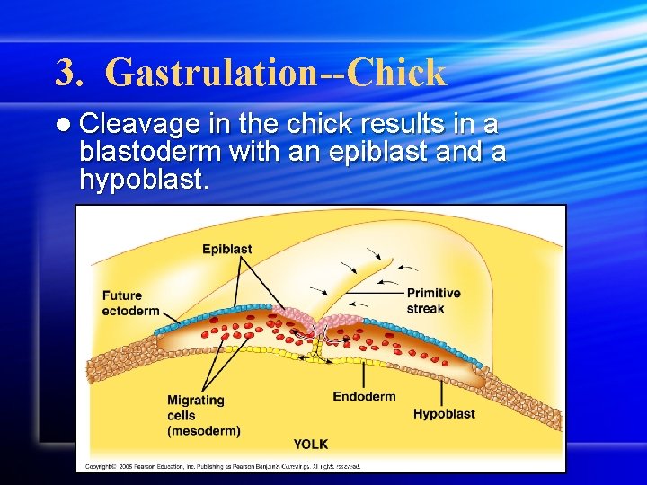 3. Gastrulation--Chick l Cleavage in the chick results in a blastoderm with an epiblast