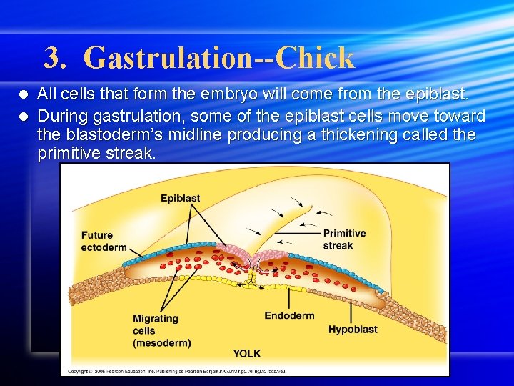 3. Gastrulation--Chick All cells that form the embryo will come from the epiblast. l