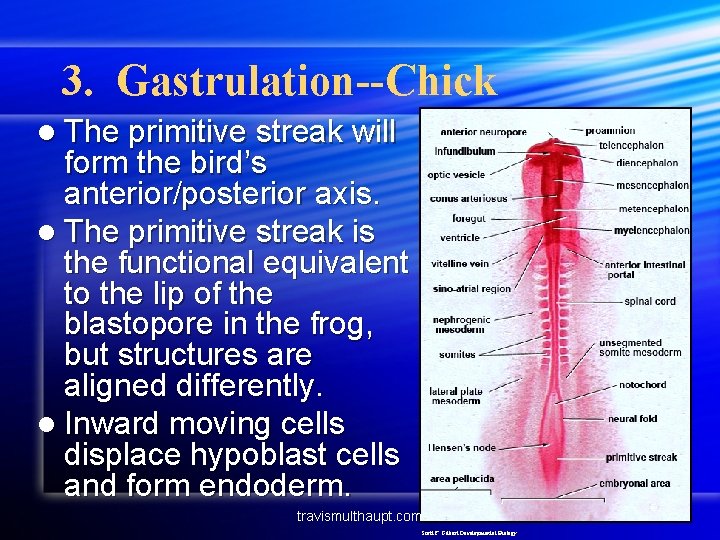 3. Gastrulation--Chick l The primitive streak will form the bird’s anterior/posterior axis. l The