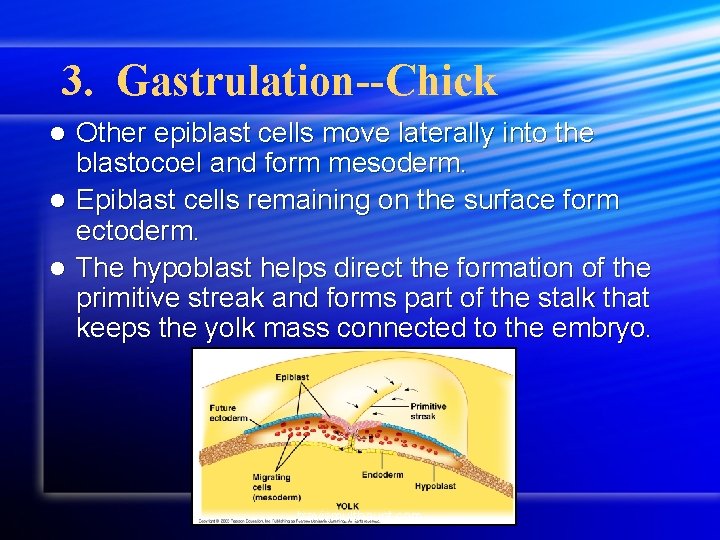3. Gastrulation--Chick Other epiblast cells move laterally into the blastocoel and form mesoderm. l