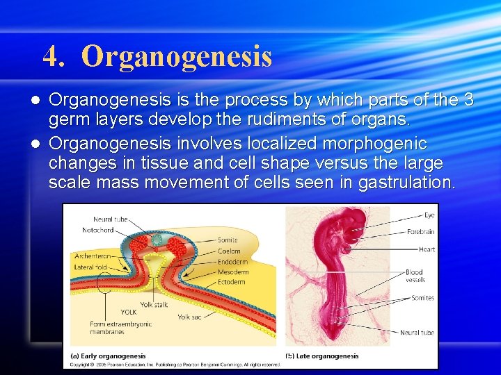 4. Organogenesis is the process by which parts of the 3 germ layers develop