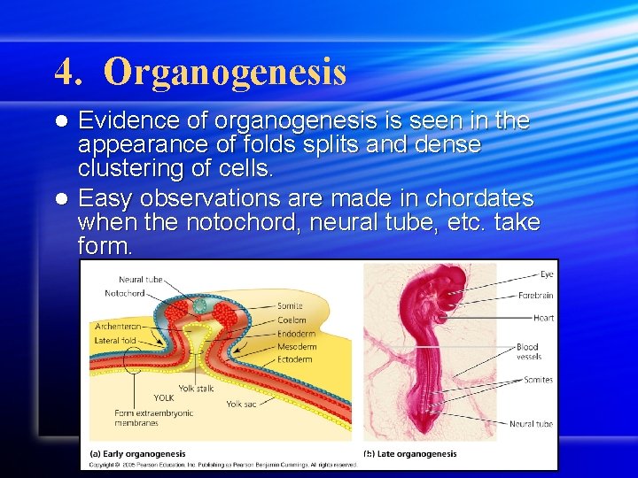 4. Organogenesis Evidence of organogenesis is seen in the appearance of folds splits and