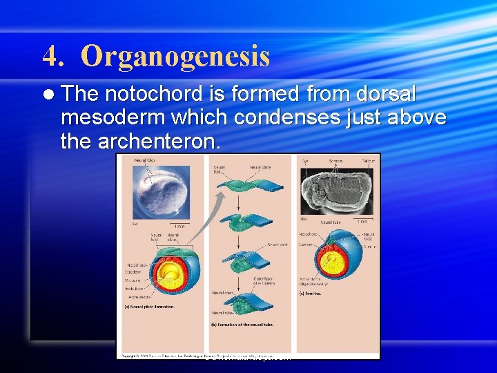 4. Organogenesis l The notochord is formed from dorsal mesoderm which condenses just above