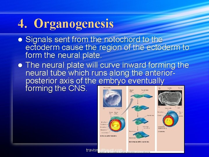 4. Organogenesis Signals sent from the notochord to the ectoderm cause the region of