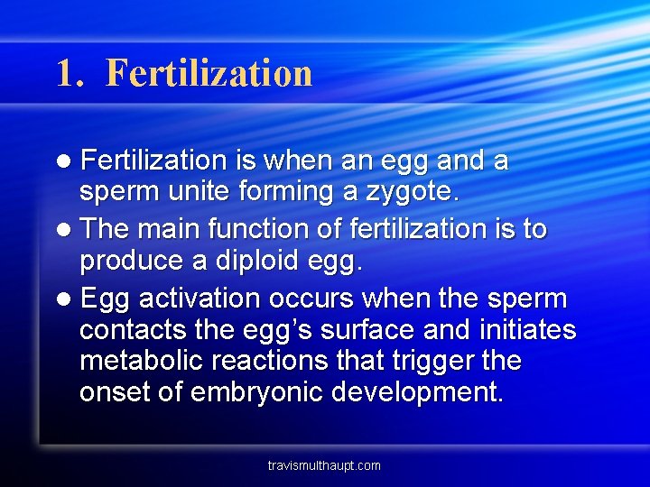 1. Fertilization l Fertilization is when an egg and a sperm unite forming a