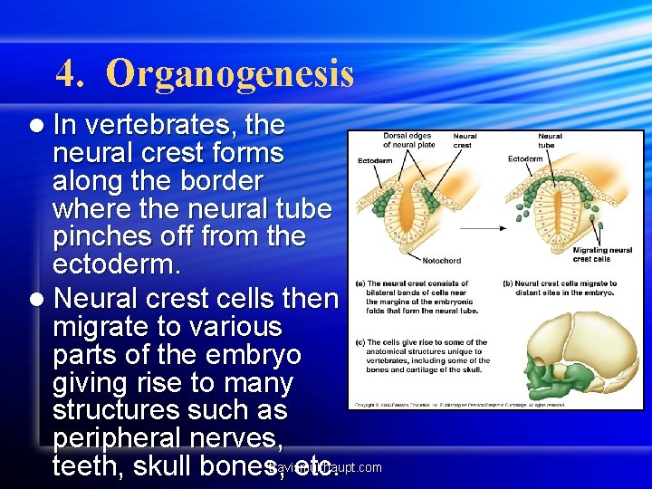 4. Organogenesis l In vertebrates, the neural crest forms along the border where the