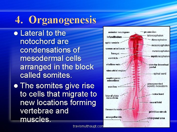 4. Organogenesis l Lateral to the notochord are condensations of mesodermal cells arranged in