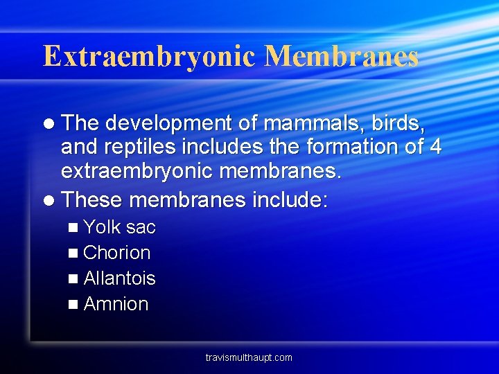 Extraembryonic Membranes l The development of mammals, birds, and reptiles includes the formation of