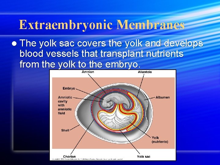 Extraembryonic Membranes l The yolk sac covers the yolk and develops blood vessels that