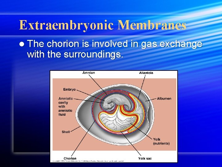 Extraembryonic Membranes l The chorion is involved in gas exchange with the surroundings. travismulthaupt.