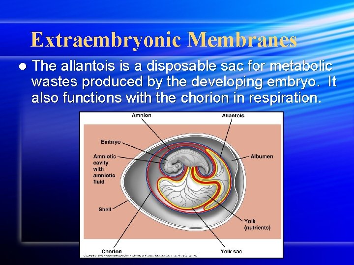 Extraembryonic Membranes l The allantois is a disposable sac for metabolic wastes produced by