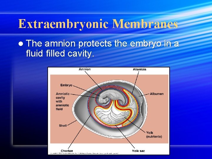 Extraembryonic Membranes l The amnion protects the embryo in a fluid filled cavity. travismulthaupt.