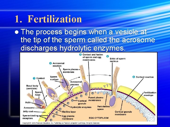 1. Fertilization l The process begins when a vesicle at the tip of the