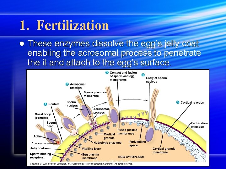 1. Fertilization l These enzymes dissolve the egg’s jelly coat enabling the acrosomal process