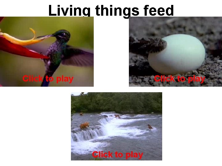 Living things feed Click to play 