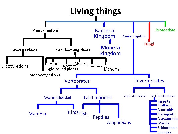 Living things Bacteria Kingdom Plant kingdom Flowering Plants Dicotyledons Non Flowering Plants Protoctista Animal