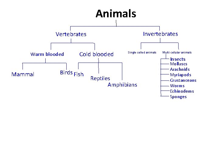 Animals Invertebrates Vertebrates Warm blooded Mammal Cold blooded Birds Fish Single celled animals Reptiles