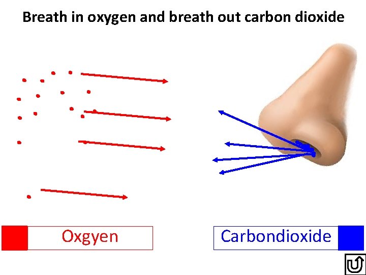 Breath in oxygen and breath out carbon dioxide Oxgyen Carbondioxide 