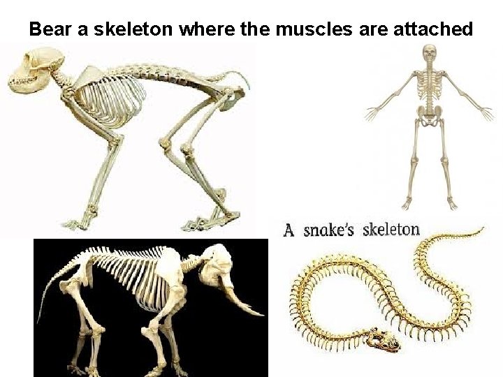 Bear a skeleton where the muscles are attached 