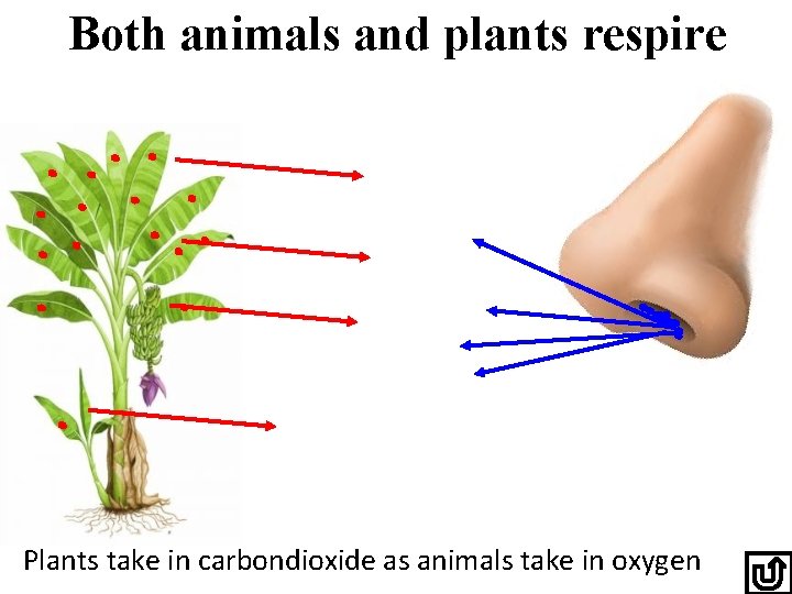 Both animals and plants respire Plants take in carbondioxide as animals take in oxygen