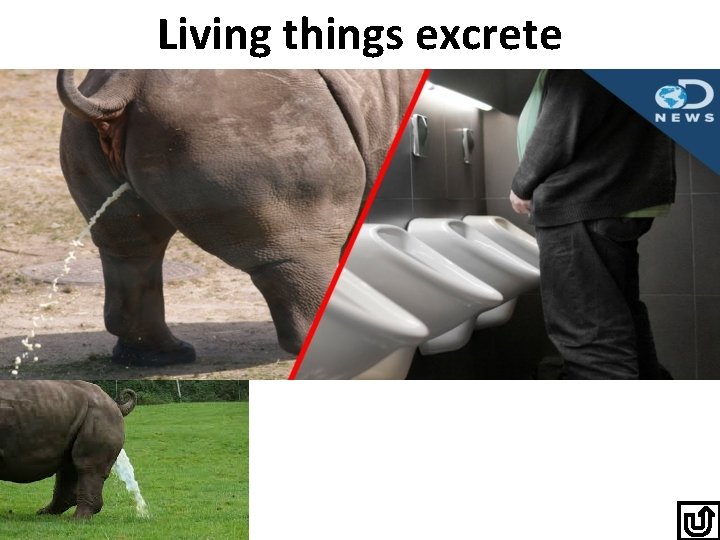 Living things excrete 