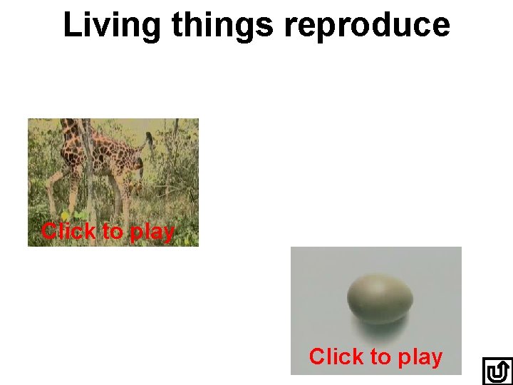 Living things reproduce Click to play 