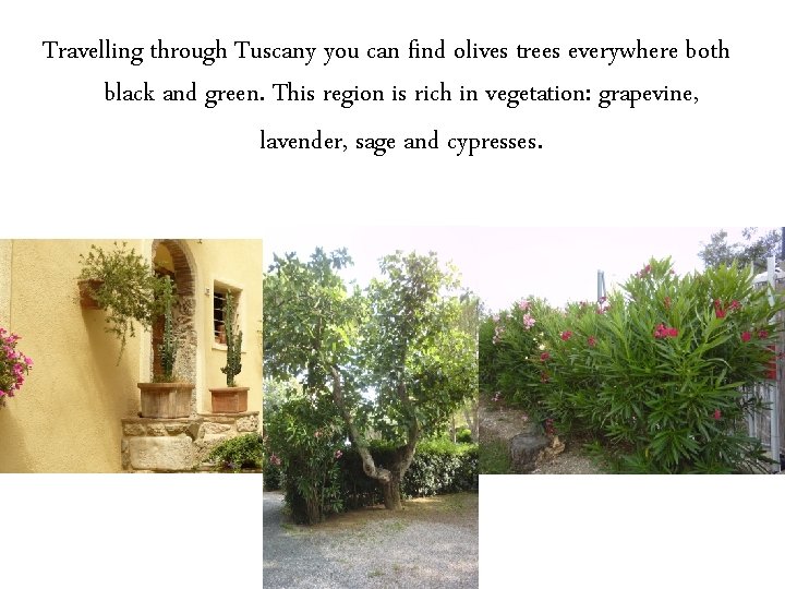 Travelling through Tuscany you can find olives trees everywhere both black and green. This