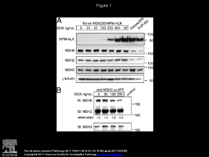 Figure 1 The American Journal of Pathology 2011 179411 -421 DOI: (10. 1016/j. ajpath.