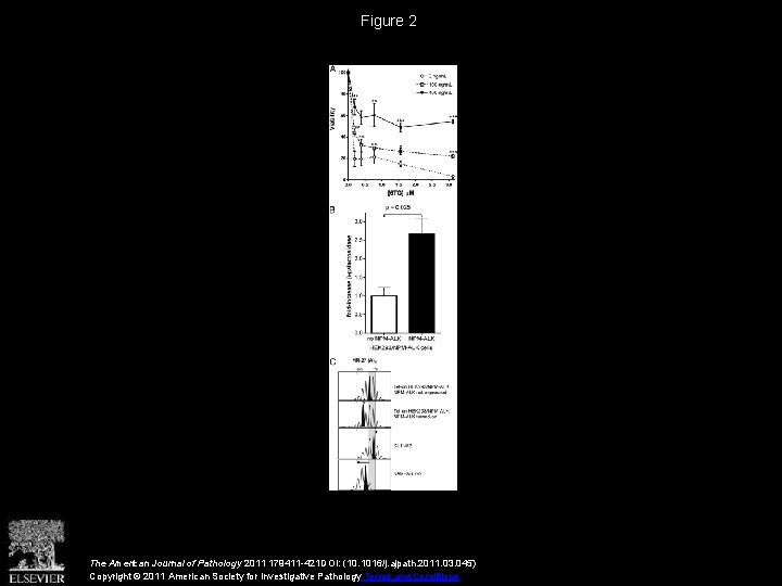 Figure 2 The American Journal of Pathology 2011 179411 -421 DOI: (10. 1016/j. ajpath.