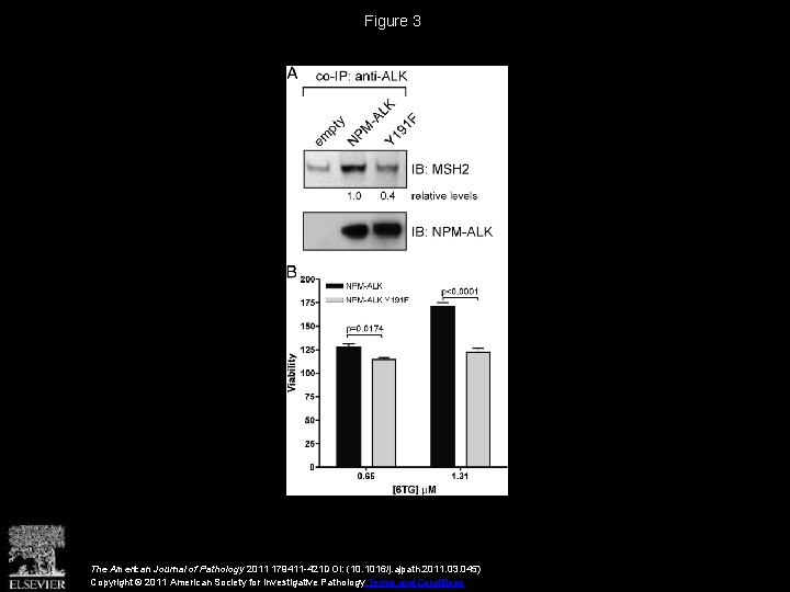 Figure 3 The American Journal of Pathology 2011 179411 -421 DOI: (10. 1016/j. ajpath.