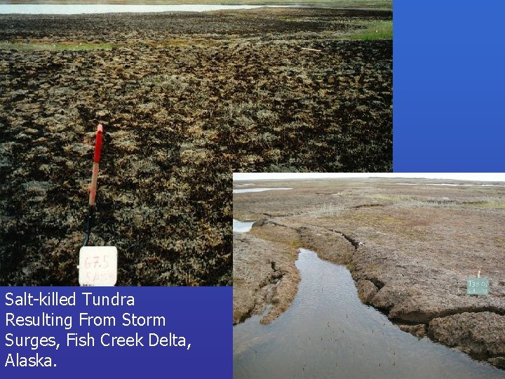 Salt-killed Tundra Resulting From Storm Surges, Fish Creek Delta, Alaska. 