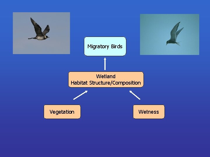 Migratory Birds Wetland Habitat Structure/Composition Vegetation Wetness 