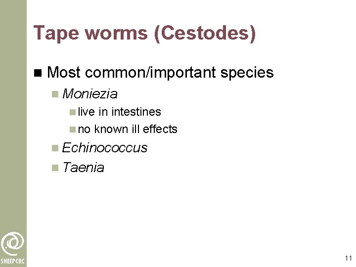 Tape worms (Cestodes) n Most common/important species n Moniezia n live in intestines n