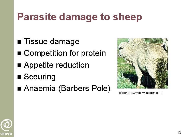 Parasite damage to sheep n Tissue damage n Competition for protein n Appetite reduction