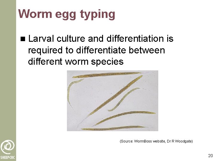 Worm egg typing n Larval culture and differentiation is required to differentiate between different