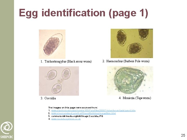 Egg identification (page 1) 1. Trichostrongylus (Black scour worm) 3. Coccidia 2. Haemonchus (Barbers