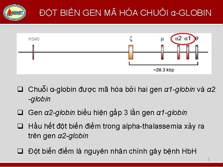ĐỘT BIẾN GEN MÃ HÓA CHUỖI α-GLOBIN HS 40 q Chuỗi α-globin được mã