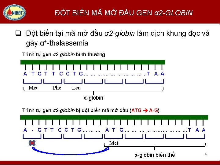ĐỘT BIẾN MÃ MỞ ĐẦU GEN α 2 -GLOBIN q Đột biến tại mã