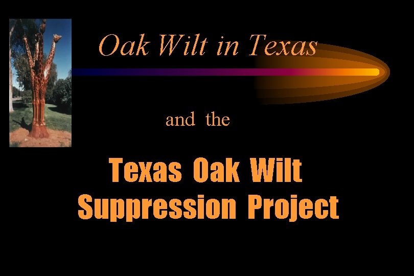 Oak Wilt in Texas and the Texas Oak Wilt Suppression Project 