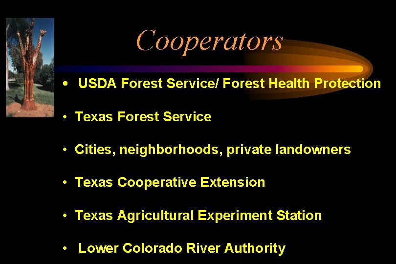 Cooperators • USDA Forest Service/ Forest Health Protection • Texas Forest Service • Cities,