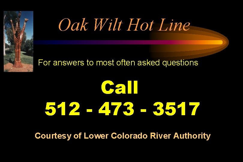 Oak Wilt Hot Line For answers to most often asked questions Call 512 -